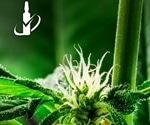 Advance your analysis of cannabis with Restek’s new Cannabidivarinic Acid standard