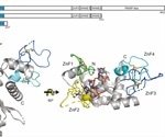 What are Zinc-Finger Antiviral Proteins (ZAP)?
