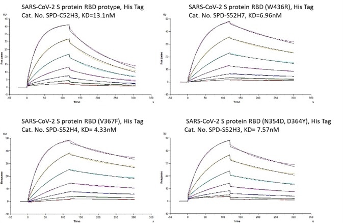 Bioactivity – Biacore SPR results. The KD between Human ACE2 and prototype spike protein RBD is 13.1nM. The KD between Human ACE2 and RBD(V367F), RBD (W436R), and RBD (N354D, D364Y) were 4.33nM, 6.96nM, and 7.57nM respectively.