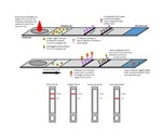 Are Serological Tests Unreliable? Or the Protein Reagents?