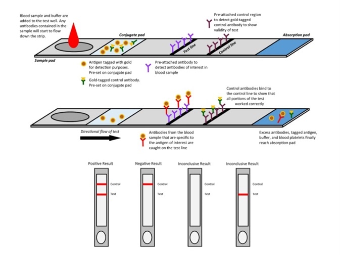 Mechanism of colloidal gold assay.