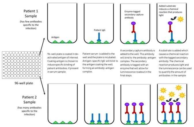 Mechanism of chemiluminescent assay.