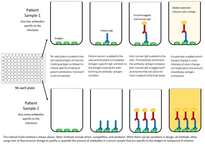 Mechanism of ELISA