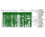 Using Animal Models to Defeat COVID-19