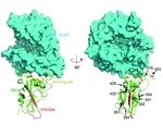 Infectivity of SARS-CoV-2 with Spike Protein Mutations