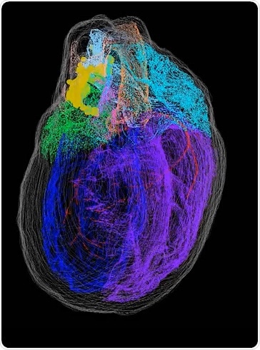 Rat Heart