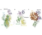 COVID-19 Neutralizing Antibody Screening Tools