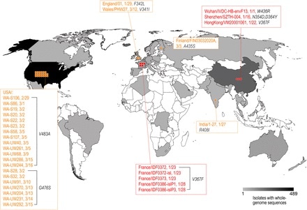 Distribution of the SARS-CoV-2 strains mutated in the RBD of the S protein. The geographic distribution of the RBD mutant strains is displayed. The strains with names highlighted in red are mutants with the enhanced binding affinity. The strains with names noted in yellow are mutants with similar binding affinities.