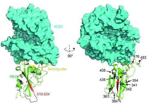 Structural analysis of RBD mutants and the effects on their binding affinity. Spatial 409 location of the mutant amino acids and the fragment 510-524.