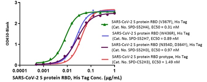 Bioactivity- ELISA results. Human ACE2, Fc Tag (Cat. No. AC2-H5257) was immobilized on the plate. RBD (V367F) EC50: 0.31nM /> RBD (W436R) EC50: 0.89nM > RBD (N354D, D364Y) EC50: 0.97 nM > prototype RBD EC50: 1.47 nM.