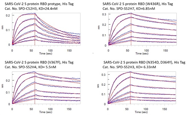 Bioactivity – Octet BLI results. The KD between Human ACE2 and prototype spike protein RBD is 24.4nM. The KD between Human ACE2 and RBD(V367F), RBD (W436R), and RBD (N354D, D364Y) were 5.5nM, 6.85nM, and 6.33nM respectively.