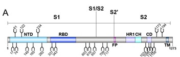 Schematic representation of SARS-CoV-2 S glycoprotein.