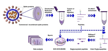 Workflow for site-specific N-glycosylation characterization of recombinant SARS-CoV-2 S proteins using two complementary proteases for digestion and simultaneous N-glycoproteomics analysis.