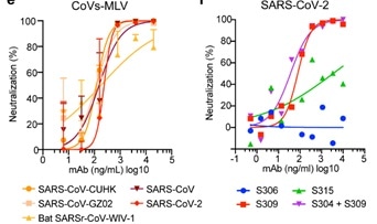 Neutralization of pseudoviruses (bearing S protein) and authentic SARS-CoV-2 by an isolated antibody named S309 from a SARS survivor.