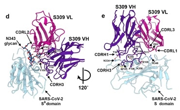 Closeup view of the S309 epitope showing the contacts formed with the core fucose (labeled with a star) and the core N-acetyl-glucosamine of the oligosaccharide at position N343.