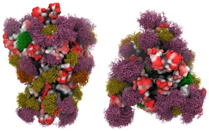 Side view (left panels) and Top view (right panels) of the SARS-CoV-2 S glycoprotein with site-specific glycosylation