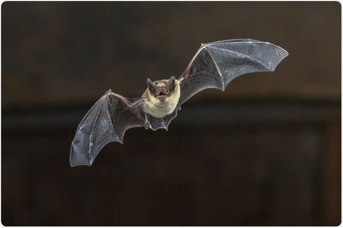 Bats Bats
