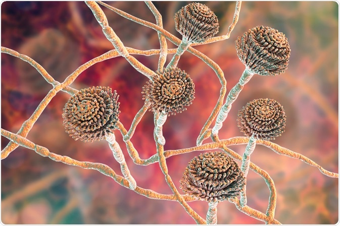 Aspergillus