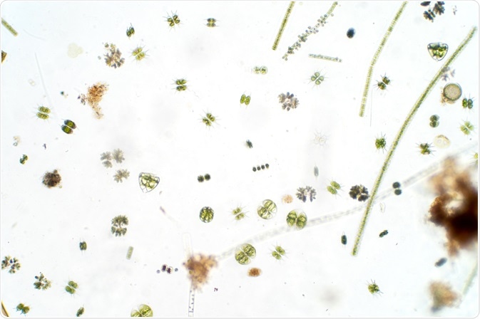 plankton