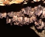 SARS-CoV-2 emergence could be due to genetic selection and recombination
