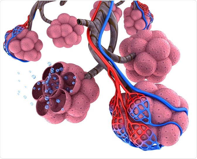 Alveoli with Oxygen