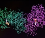 Sex-Specific Protein Expression