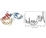 Using In-Line Raman Monitoring of Protein Crystallization