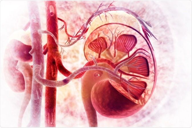 Human Kidney