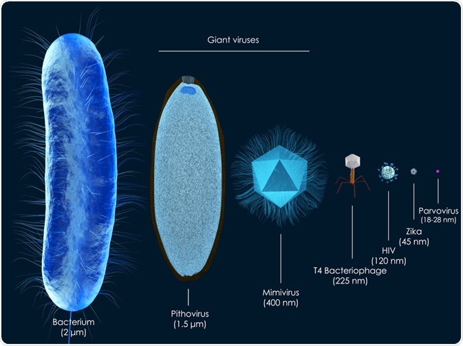 Varying Virus Sizes Varying Virus Sizes