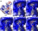 Potential inhibitors of SARS-CoV-2 identified