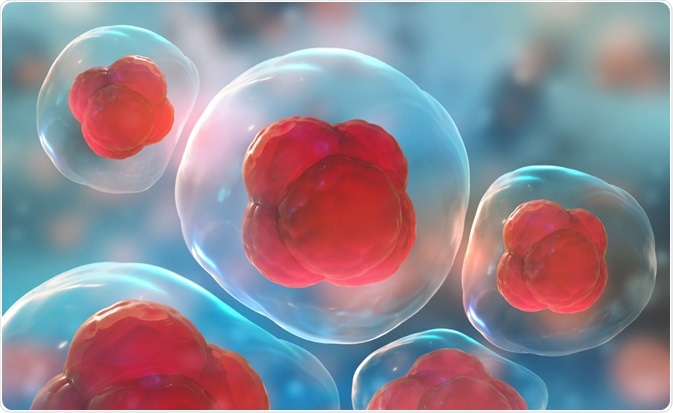 Stem Cell