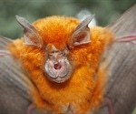 Human encroachment into forest land caused bat CoV spillover and COVID-19 emergence
