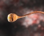 Penis microbiome is reservoir for bacterial vaginosis-associated bacteria