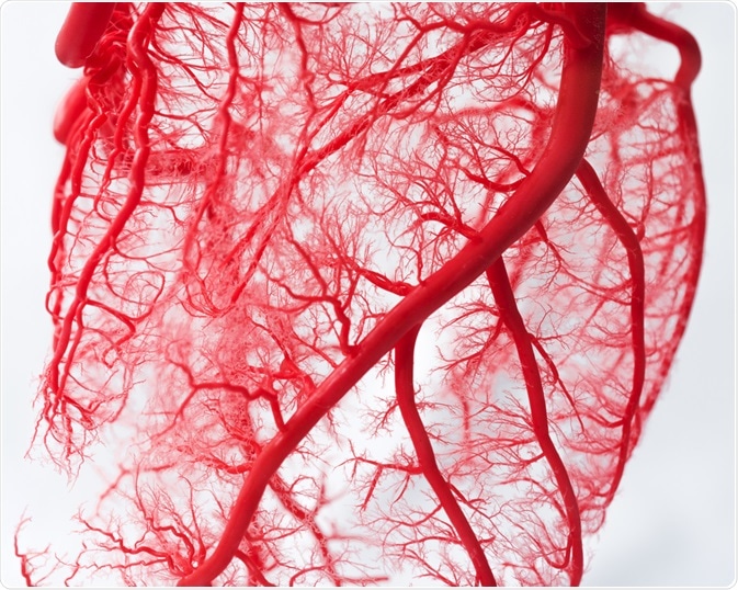 Blood Vessels Blood Vessels