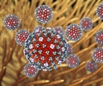 Influenza A virus can spread by airborne aerosolized fomites, finds study