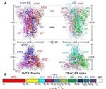 Research predicts which mammal species can spread SARS-CoV-2