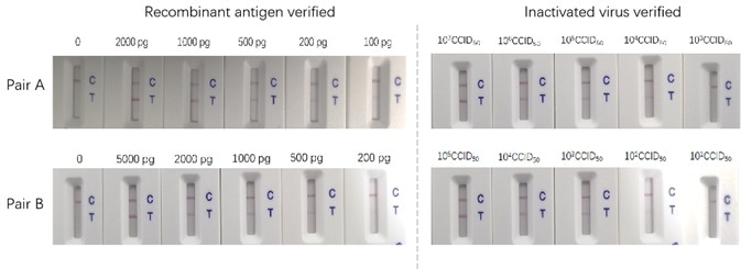 Inactivated Virus Samples to Verify COVID-19 Anti-Nucleocapsid Antibodies