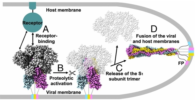 Capabilities of a Recombinant Spike Protein Trimer