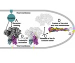 Capabilities of a Recombinant Spike Protein Trimer