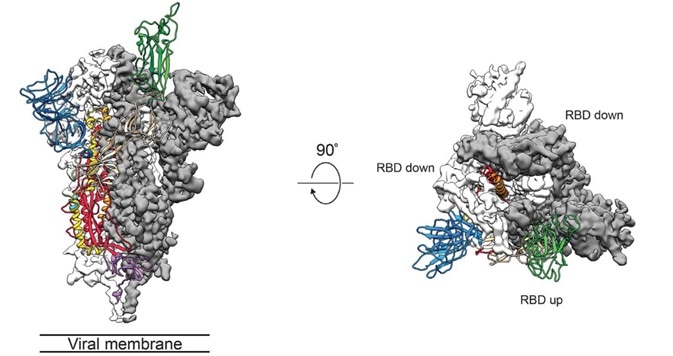 Cryo-EM of Spike protein.