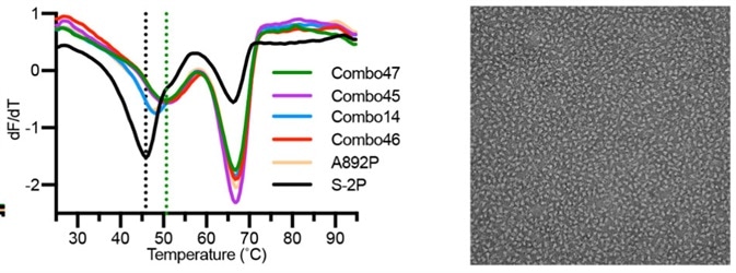 The stability and negative staining results of S-6P protein.