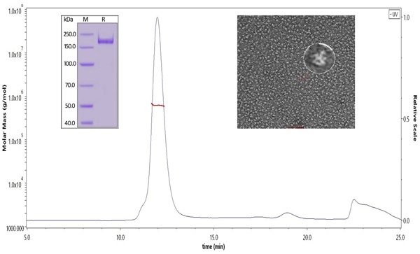 The purity of SARS-CoV-2 S protein, His Tag, Super stable trimer (Cat. No. SPN-C52H9) was more than 90% verified by SDS-PAGE under reducing (R) condition. The molecular weight was around 550-660 kDa confirmed by SEC-MALS. The particles are similar in size and appearance to SARS-CoV-2 trimers reported in published literature verified by negative stain electron micrography.