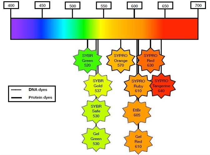 Fluorescence Gel Imaging Applications of the UVP Gelstudio Popular fluorescent dyes for DNA and protein detection within the visible spectrum. SYBR Green, SYBR Gold, SYBR Safe, GelGreen, GelRed, and ethidium bromide (EtBr) are considered the most popular DNA binding dyes for in-gel fluorescence detection. SYPRO Orange, SYPRO Ruby, SYPRO Red, and SYPRO Ruby are the most popular protein binding dyes for in-gel fluorescence detection. SYBR Safe, GelRed, and GelGreen are considered safer alternatives to EtBr. SYBR Gold and SYPRO Ruby are considered the most sensitive dyes for DNA and protein detection, respectively.