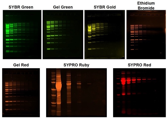 Fluorescence Gel Imaging Applications of the UVP Gelstudio Fluorescent DNA and Protein Gel imaging with the UVP GelStudio. All gels were imaged using a 302 nm UV transilluminator. SYBR Green, Gel Green, and SYBR Gold were imaged using AJ emission filter 38-0352-01. Ethidium bromide and SYPRO Ruby were imaged using AJ Filter 38-0220-01 and SYPRO Ruby were imaged using AJ Filter 38-0341-01. All images were pseudocolored to reflect the emission wavelength. All image processing was completed on Analytik Jena’s VisionWorks Data Acquisition and Analysis software version 9.0