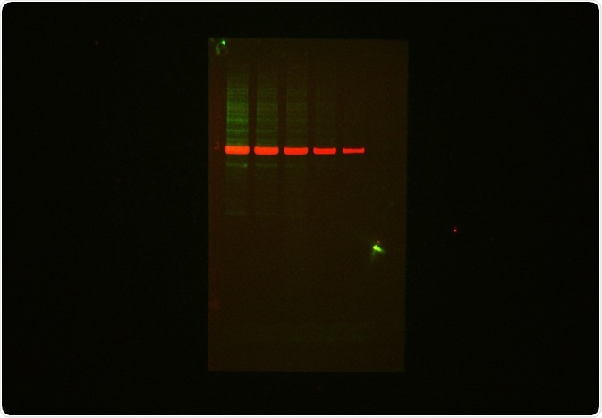 Multiplex Fluorescent Western Blot Detection Protein blot stained with Biotium MnS Total Protein Prestain kit CF770T and Primary Rabbit anti-Tubulin/ goat-∝-rabbit IgG – CF 680R and visualized with the ChemStudio using the NIR 660/787 lasers set.