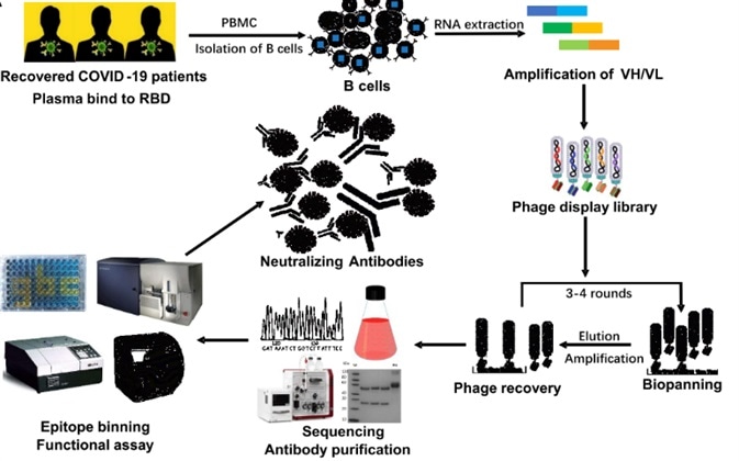 The flow chart of construction and panning of patient-derived scFv libraries.