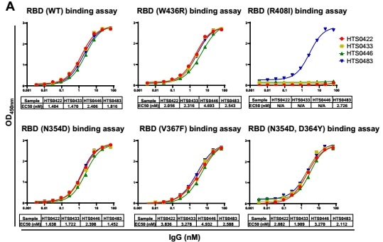 Cross-neutralization against SARS-CoV-2 RBD mutations by different antibodies. (A) The binding affinity of 4 positive antibodies from Bin2 to different SARS-CoV-2 RBD mutations. (B) The blocking ability of 4 positive antibodies from Bin2 to different SARS-CoV-2 RBD mutations.