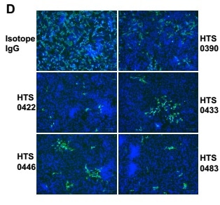 Antiviral properties of human IgG antibodies. The authentic infection of SARS-CoV-2 to Vero-E6 cells was neutralized by Anti-RBD antibodies.