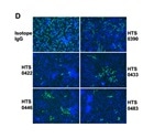 Characterization and Identification of Neutralizing Antibodies Against COVID-19
