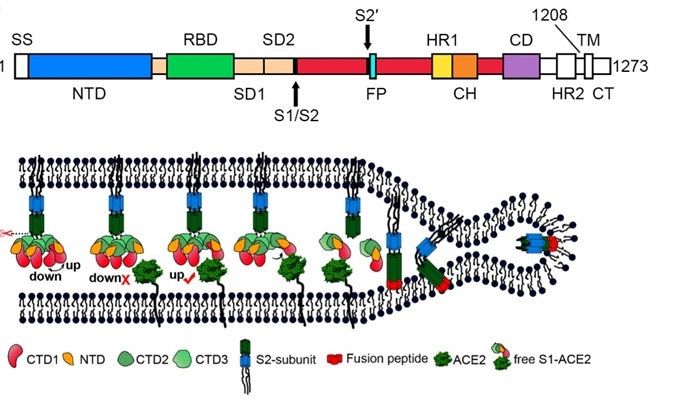 S protein mediates viral membrane and membrane fusion by binding to host cell receptor ACE2. (Source: Song W, Gui M, Wang X, Xiang Y (2018) Cryo-EM structure of the SARS coronavirus spike glycoprotein in complex with its host cell receptor ACE2. PLoS Pathog 14(8): e1007236).